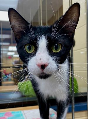 Jane Goodall, available for adoption