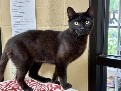 Gouda, available for adoption