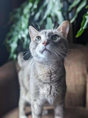 Dandy Horse, available for adoption