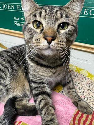 Bottle Cap, available for adoption