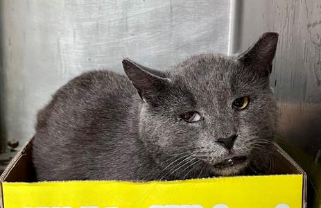 Expo, available for adoption