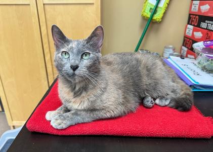 Leilani, available for adoption