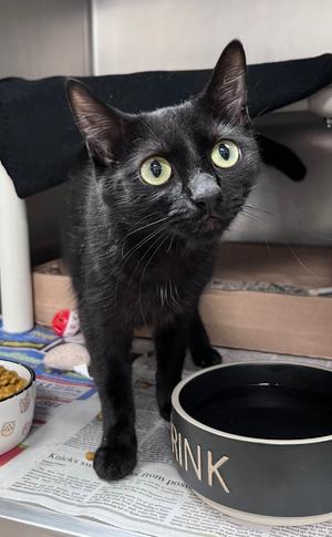 Kudzu, available for adoption