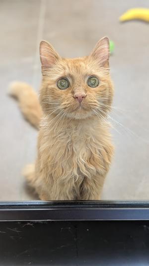 A fluffy orange cat with green eyes looking directly at the camera, standing behind a glass surface.