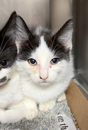 Evey, available for adoption