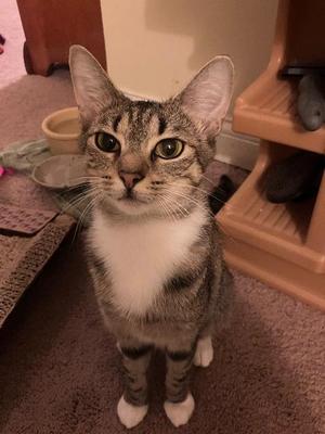 Concrete, available for adoption