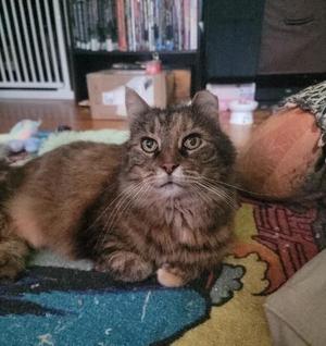 Empress Eggplant, available for adoption
