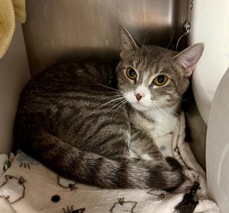 Gertrude, available for adoption