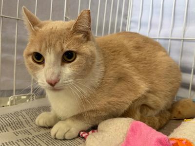 Miss Chiquita, available for adoption