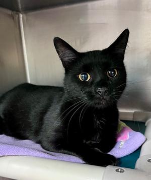 Briar Rose, available for adoption