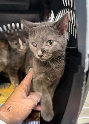 Blue Dasher, available for adoption