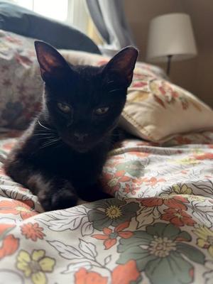 English Ivy, available for adoption