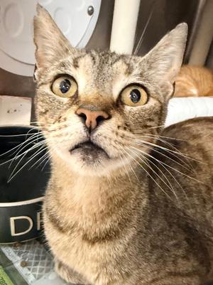 7-Eleven, available for adoption
