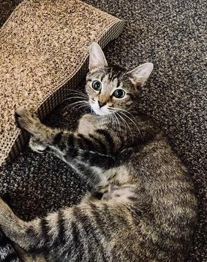 Frances, available for adoption
