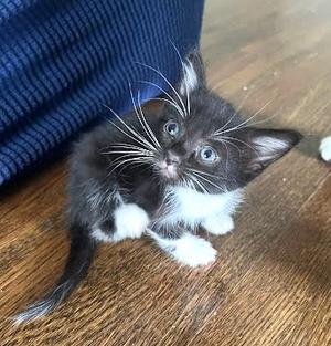 Baby Blues, available for adoption