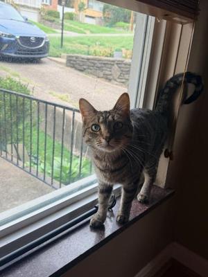 Ave, available for adoption
