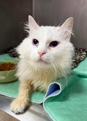 Albion, available for adoption