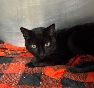 Birdie, available for adoption