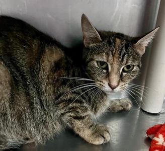 A.M. Bernard, available for adoption