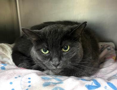 Fairy Godmother, available for adoption