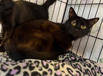 Benzoin, available for adoption