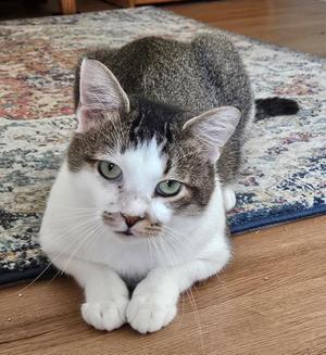 A gray and white cat with green eyes lying on a patterned rug