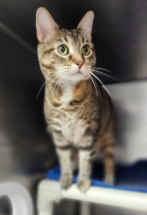 Genie in a Bottle, available for adoption