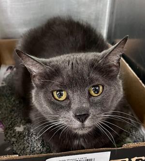 Harpsichord, available for adoption