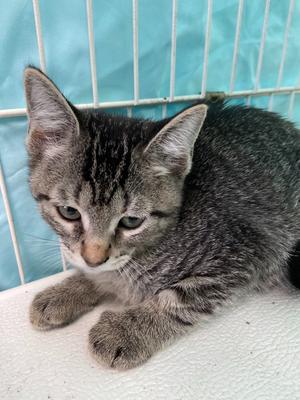 Burton, available for adoption