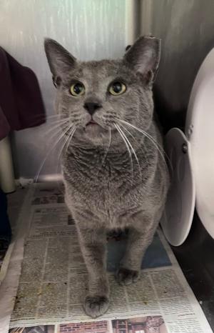 A grey cat stands on a newspaper lining in what appears to be a cage or enclosure.