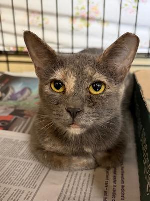 Arteza, available for adoption