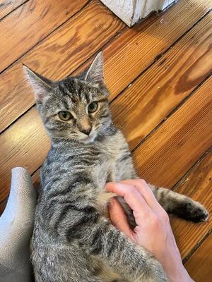 Carmageddon, available for adoption