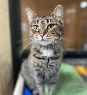 Eugenie, available for adoption