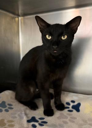 Anne-Marie, available for adoption