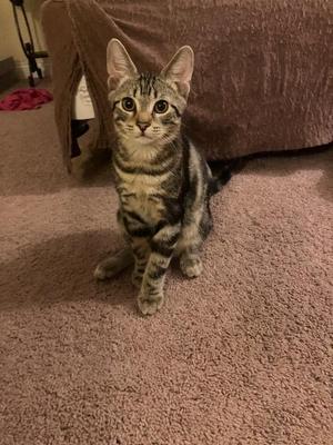 A tabby kitten sitting on a carpeted floor, looking directly at the camera.