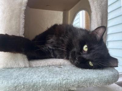 Bell Pepper, available for adoption