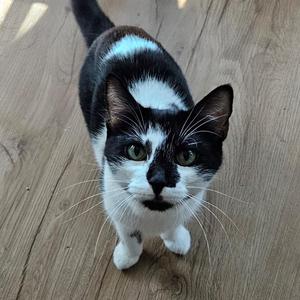 Cobweb Spider, available for adoption