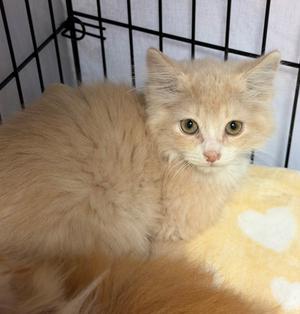 Gucci Mane, available for adoption