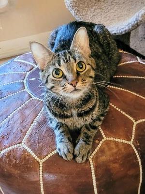 Miss Piggy, available for adoption