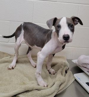 A gray and white puppy standing on a towel