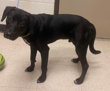 Frankenweenie, Labrador Retriever Mix, young, available for adoption