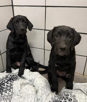 Wednesday, Cane Corso and Labrador Retriever, puppy, available for adoption