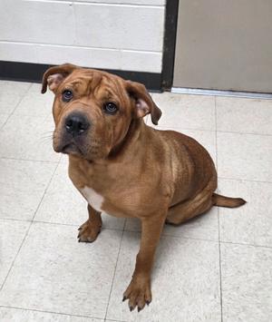 Amma, Chinese Sharpei and American Pit Bull Terrier, young, available for adoption