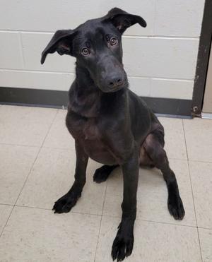 Daemon, Labrador Retriever and German Shepherd Dog, young, available for adoption