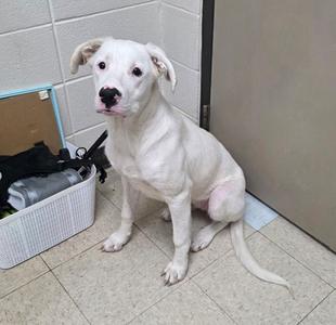 A white dog sitting on a tiled floor next to a white basket and a closed door.