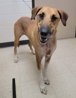 A brown dog with floppy ears standing on a tiled floor, looking directly at the camera with its mouth slightly open.
