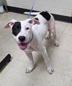 A white dog with black patches on its back and face, wearing a blue leash, standing on a tiled floor.