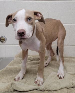 a brown and white dog standing on a towel
