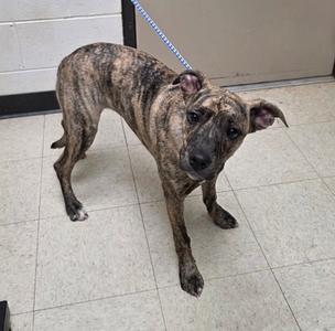 A brindle-colored dog standing on a tiled floor, wearing a blue leash.