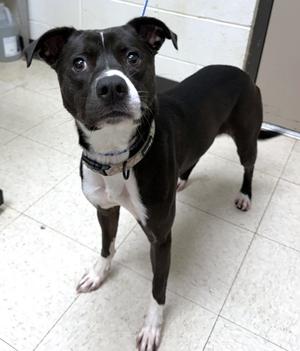 Parsley (55730860), Labrador Retriever and Boxer, adult, available for adoption